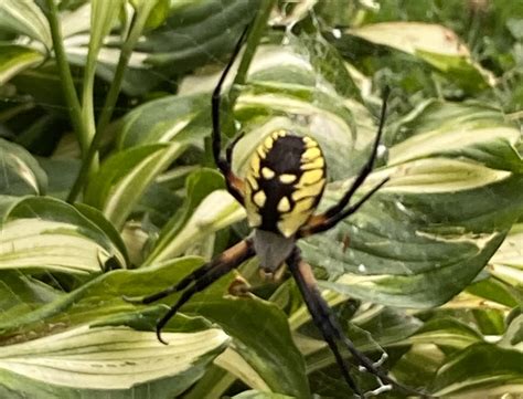 Giant Spiders Dropping From The Sky In New York This Spring?