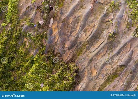 The Undulating Rock - Which is the Slope of the Gorge - is Covered with ...