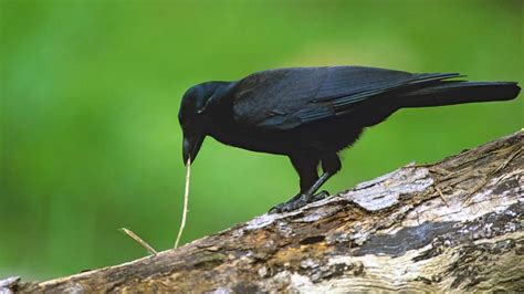 Image result for Crows Using Tools