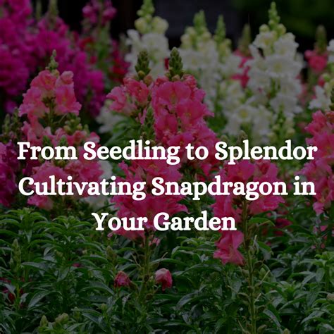 Snapdragon Plant Care Guide: Growing Tips for Antirrhinum majus