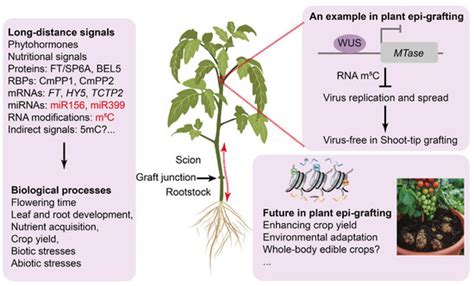 Harnessing Epigenetics through Grafting: Revolutionizing Horticultural ...