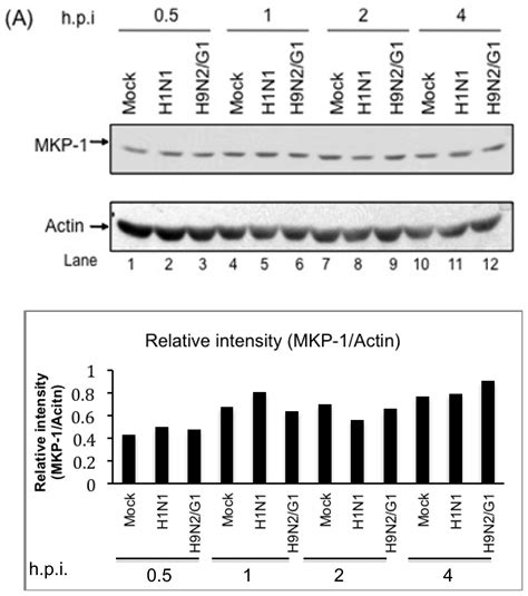 A Role for Protein Phosphatase 2A in Regulating p38 Mitogen Activated ...
