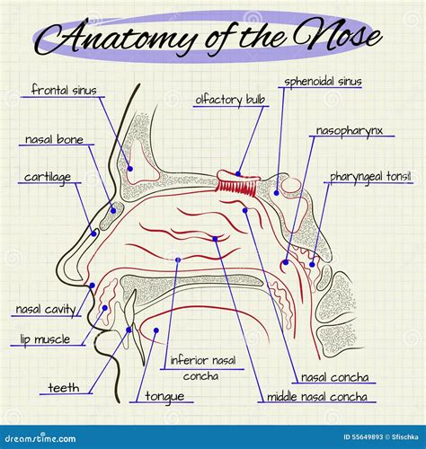 Nose Anatomy