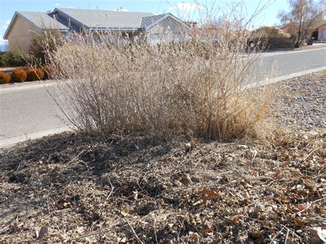 Landscape Maintenance – Russian Sage