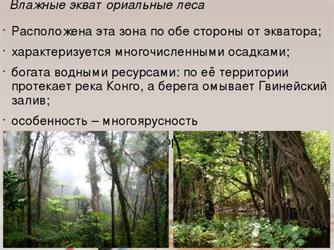 Тропический лес амазонки: характеристики, климат и значение