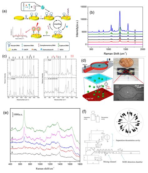 Application of SERS in the Detection of Fungi, Bacteria and Viruses