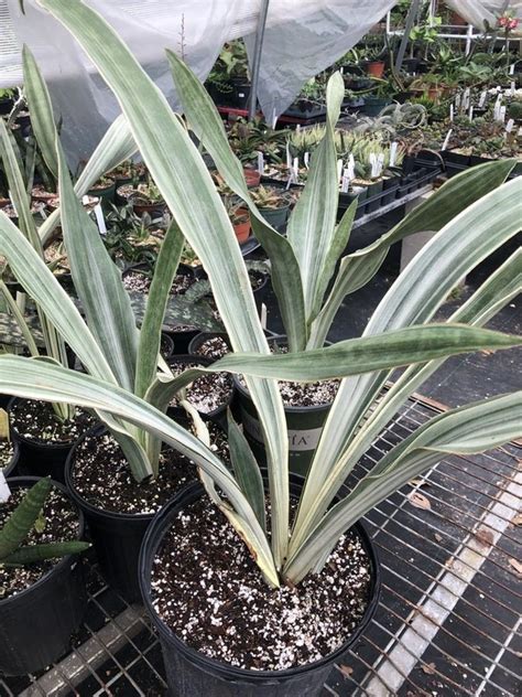 SANSEVIERIA GUINEENSIS White