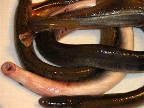 海七鳃鳗：见过“八只眼”的鱼吗？_百科TA说