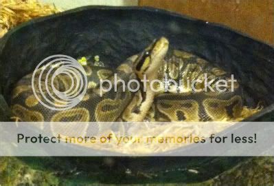 Image result for Star Gazing Ball Python