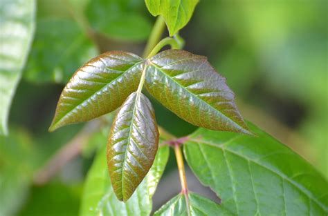 How does poison ivy spread - gaswtogether