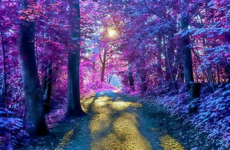 Black and Purple Nature 的图像结果