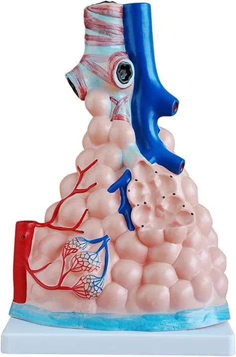 Lwkbe Magnified Pulmonary Alveoli Model Human Anatomical Lung Model ...