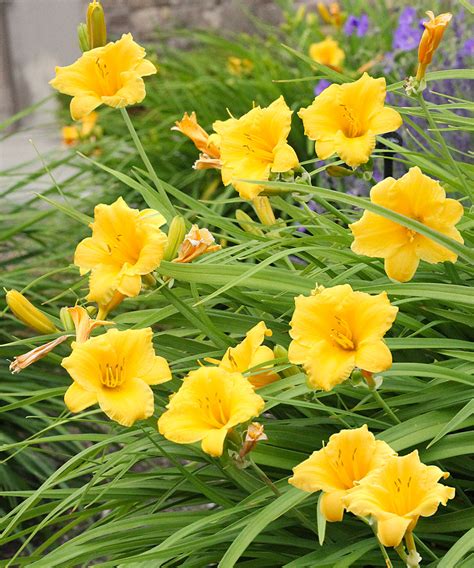Stella de Oro Reblooming Daylily - 3 root divisions – BloomingBulb