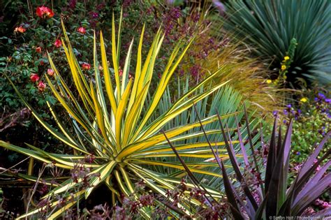 Yucca aloifolia – Summer-Dry | Celebrate Plants in Summer-Dry Gardens