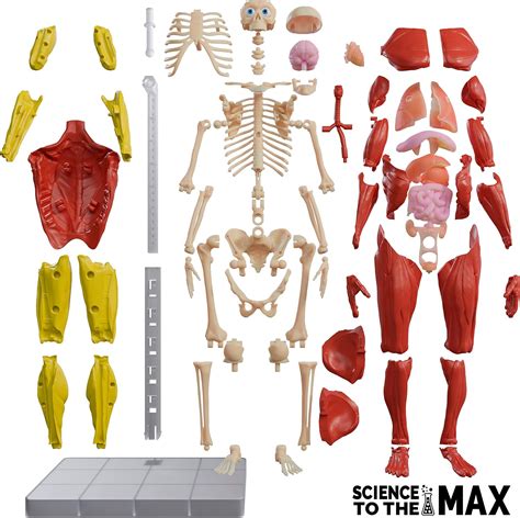 Interactive Human Body Anatomy Figure Kit - 60 Piece Chile | Ubuy