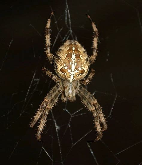 The Cross Orb Weaver or Common Garden Spider Facts | HubPages