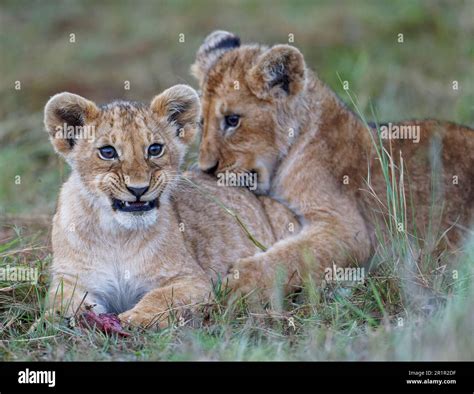 Cubs (Panthera leo), Maasai Mara Wildlife Sanctuary, Kenya Stock Photo ...