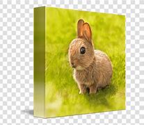 Image result for Baby Rabbit Called
