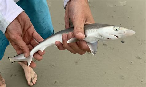 Baby Atlantic Sharpnose Shark