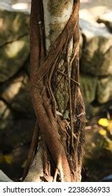 Image result for Tree Pictures Entangled