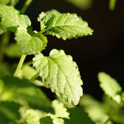 A Lemon Balm Planting Guide - Crops at Home