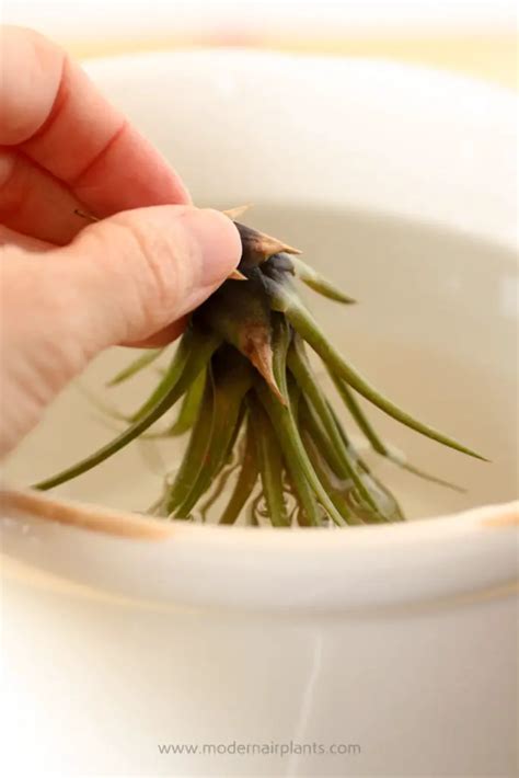 How to Grow Air Plants 的图像结果