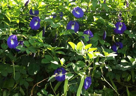 Clitorea ternatea Blue - Creeper & Climbers – Exotic Flora