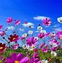 Image result for Cute Spring PC Backgrounds