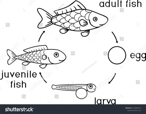 Coloring Page Life Cycle Fish Sequence Stock Vector (Royalty Free ...
