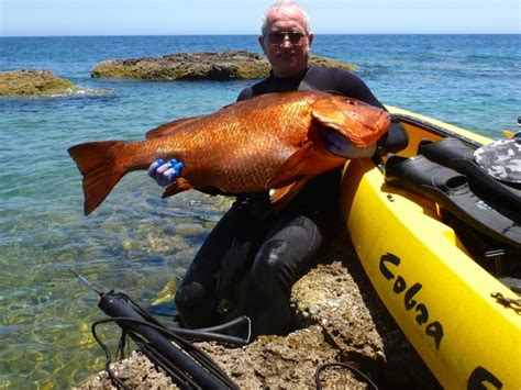 Image result for Pacific Snapper