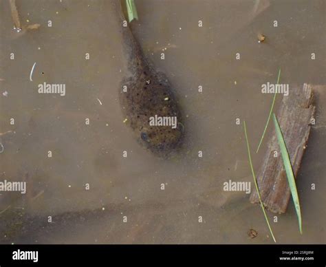 American Bullfrog (Lithobates catesbeianus), Amphibia, Capital, BC ...