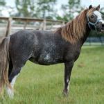 Equine Internships - Mandalay Farms | Jupiter, FL