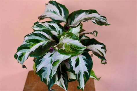 Calathea 'Stella' – Solabee Flowers & Botanicals