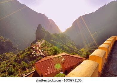 Image result for Maca Tree