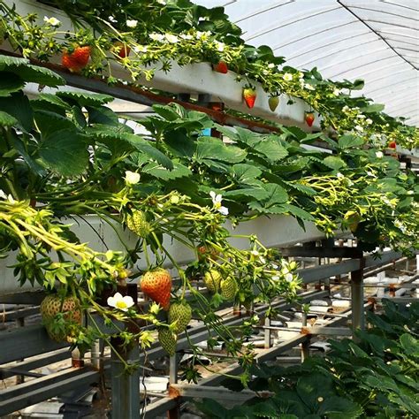 立体栽培种草莓一亩投入成本是多少_371种养致富网_农村创业致富项目,cctv7致富经 科技苑视频全集