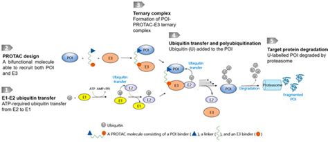 Pharmaceutics | Special Issue : State of Art in Protein Degraders and ...