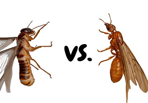 Termites vs. Flying Ants - Ankeny Termite Control
