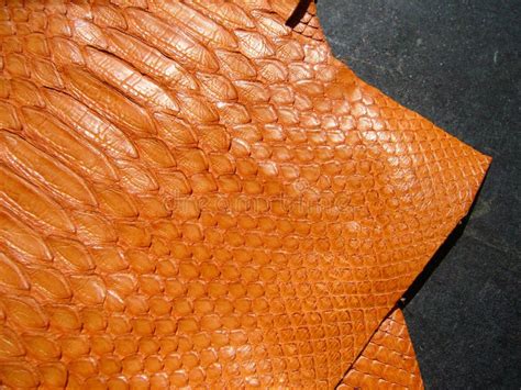 Red skin of python snake. stock photo. Image of petal - 206317850