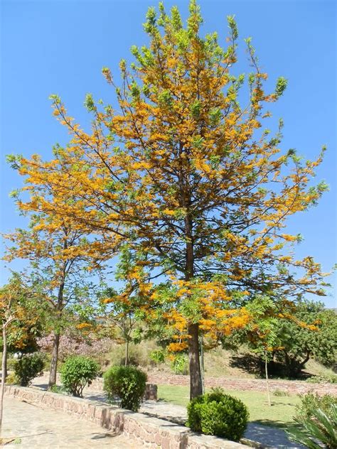 Creative Farmer Tree Seeds Silkoak Ornamental Tree Seeds Kitchen Garden ...
