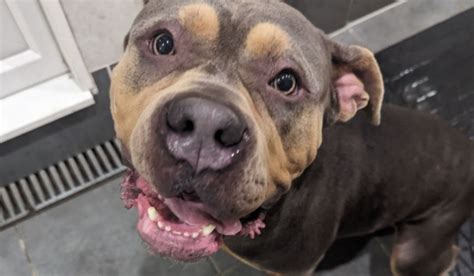 XL Bully dog bites off British man's testicles, inflicts injuries ...