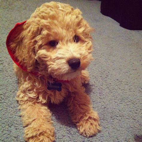 Image result for Cockapoo Shih Tzu