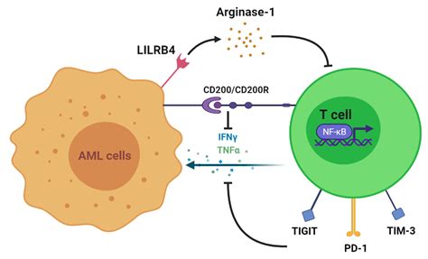 The Role of T Cell Immunotherapy in Acute Myeloid Leukemia