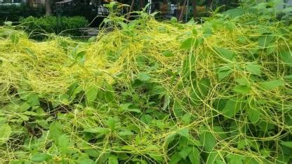 Earth Angels CUSCUTA REFLEXA Seed Price in India - Buy Earth Angels ...