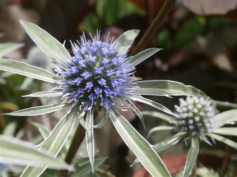 マツカサアザミ に対する画像結果