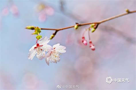 春天里的中国色，美到惊艳！_四川在线