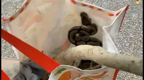 The Python Queens Episode 5 的图像结果