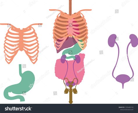 Biology About Human Body 的图像结果