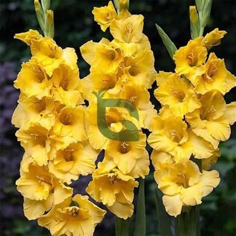 Buy Gladiolus Yellow Flower Bulbs Online – Golden Hills Farm