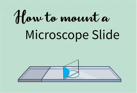 Image result for Microscope Slide Techniques