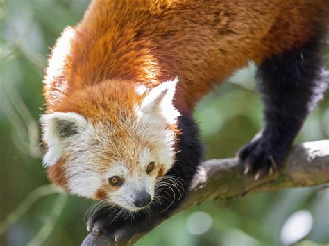 Download wallpaper 1600x1200 red panda, eyes, wildlife, branch standard ...